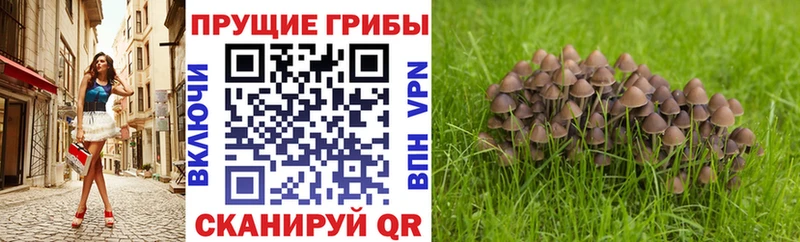 МЕГА рабочий сайт  Шатура  Галлюциногенные грибы Psilocybine cubensis  наркошоп 