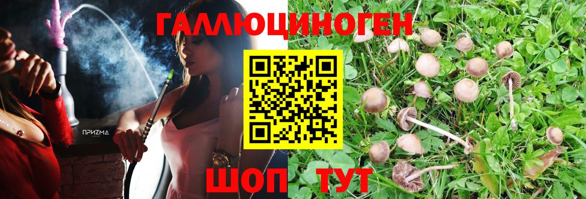 Галлюциногенные грибы Psilocybe Шатура